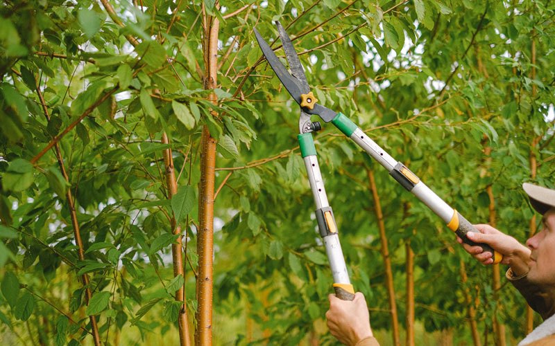 Tree trimming in Benton, WI